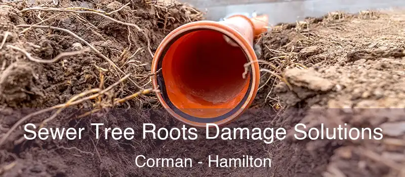 Sewer Tree Roots Damage Solutions Corman - Hamilton